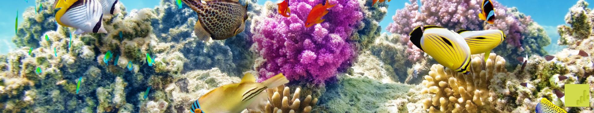 Underwater reef restoration scene